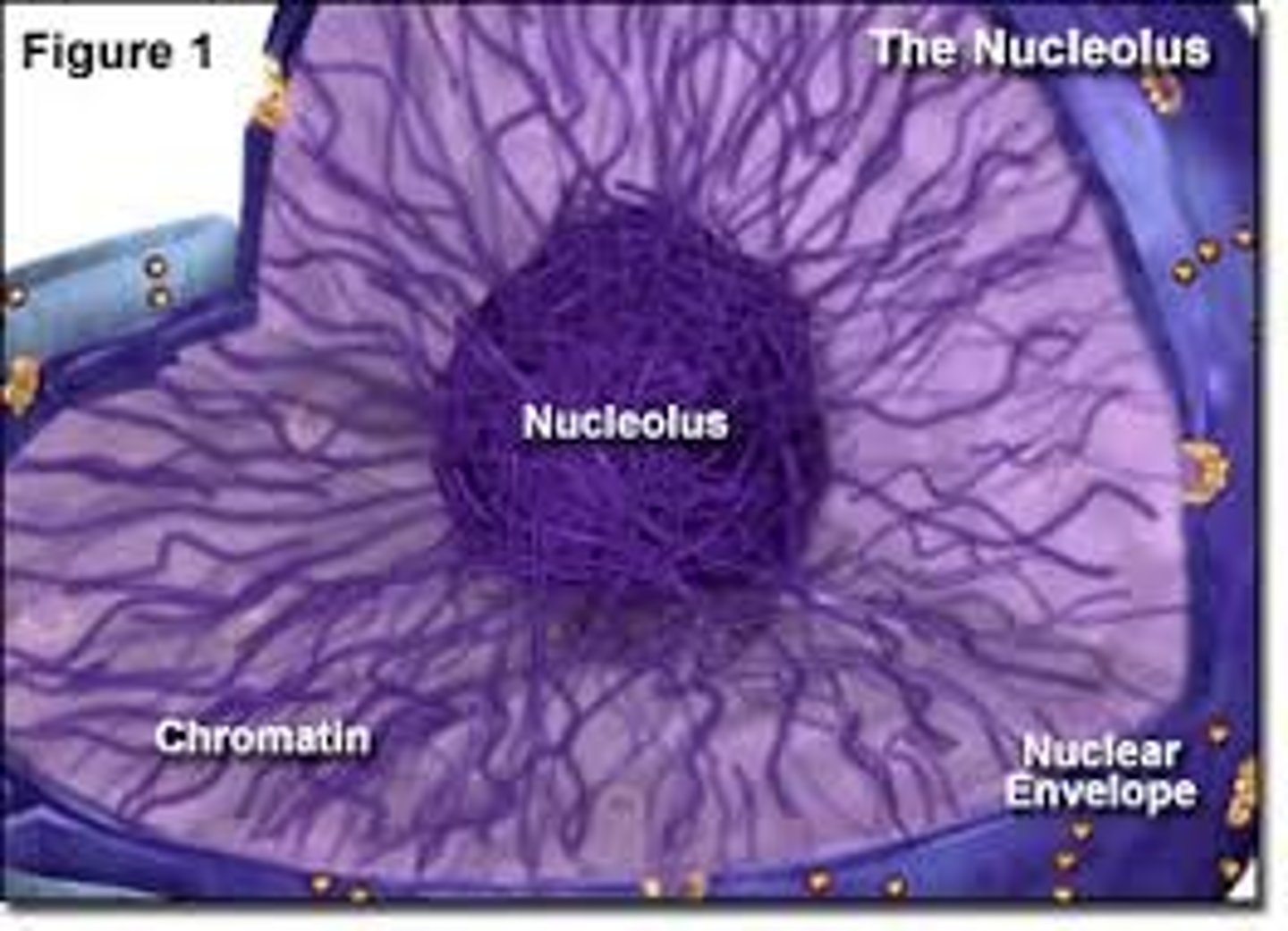 <p>This produces ribosomes and is inside the nucleus. Where rRNA is located.</p>