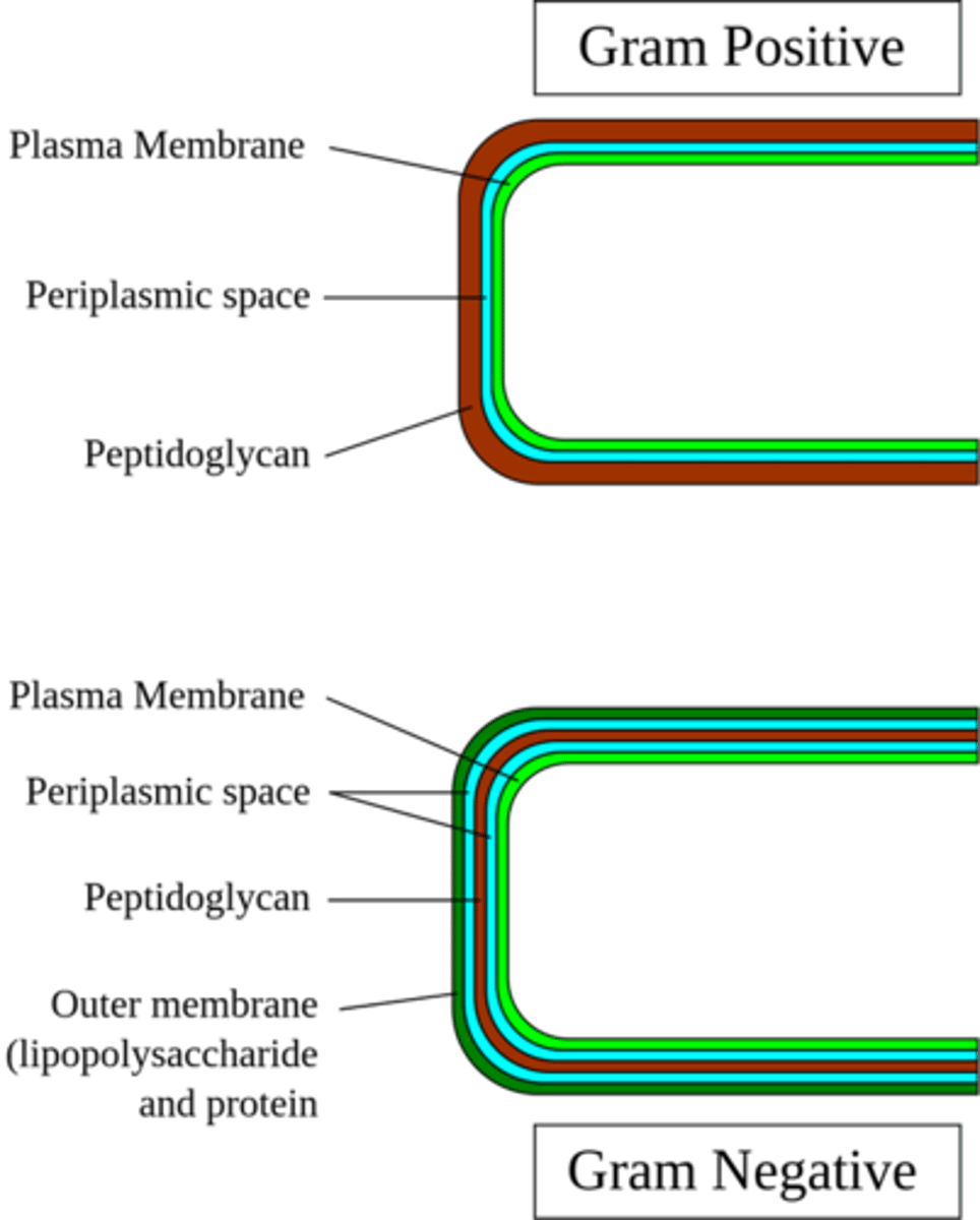<p>(C) Lipopolysaccharide Layer</p><p>Gram-negative bacteria have a special Lipopolysaccharide (LPS) Layer.</p>