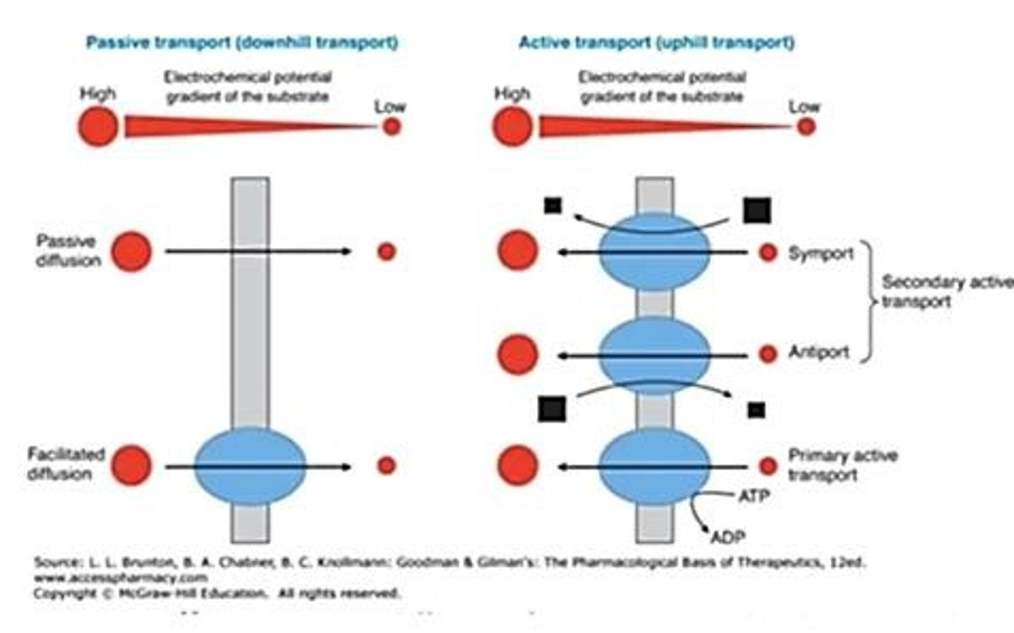 <p>Pump maintaining sodium and potassium gradients.</p>