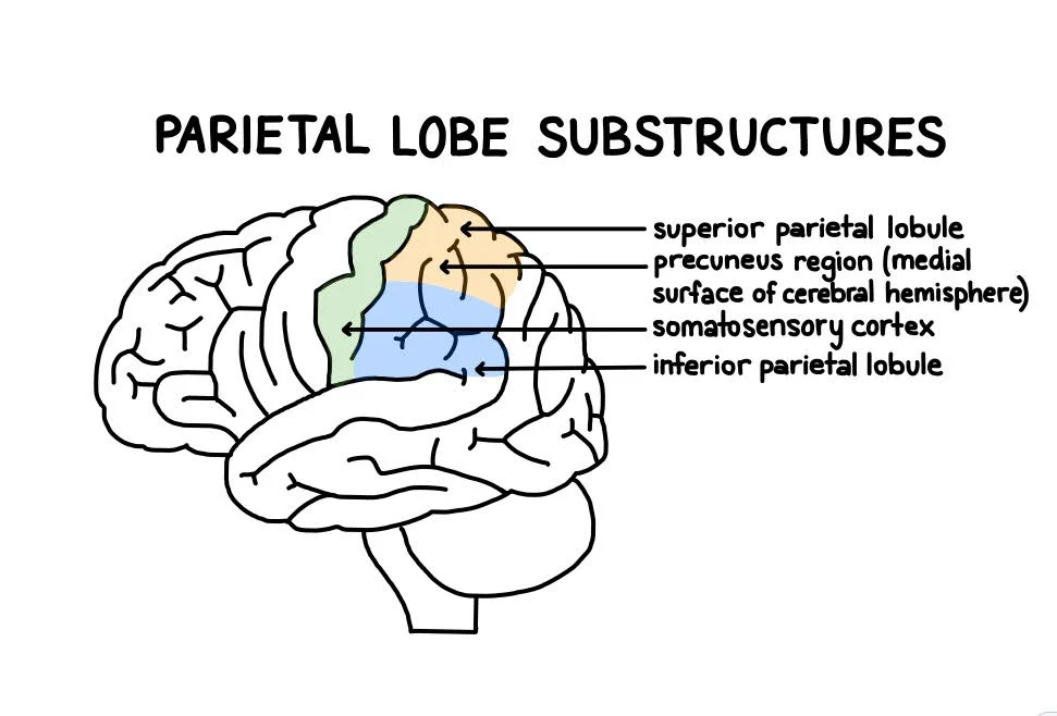 <p>Primary sensory cortex (sensory strip)</p><ul><li><p>first gyrus of parietal lobes </p></li><li><p>receives tactile + proprioceptive (somatic) information</p></li><li><p>left sensory cortex receives sensory info from the right side of the body </p></li><li><p>right sensory cortex receives sensory info from left side of the body </p></li></ul>