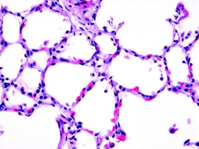 <p>What cell is this?</p>