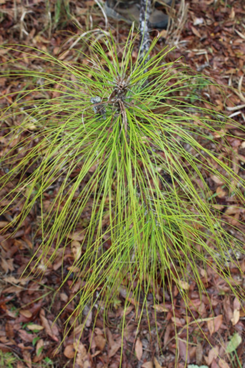 <p>what is the name of the plant pictured here?</p>