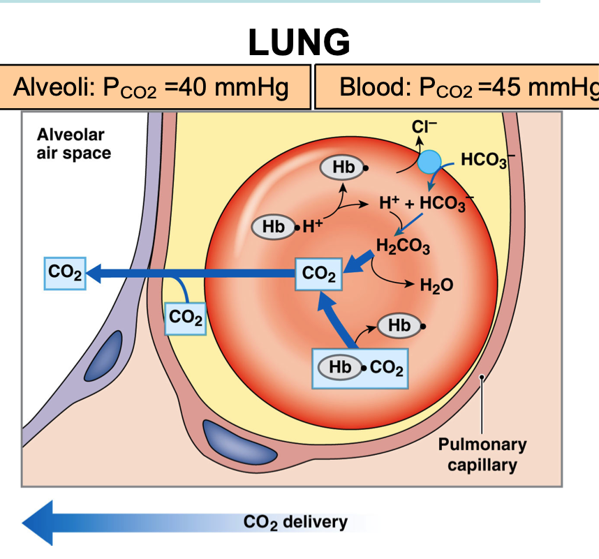 <ul><li><p>Alveoli P<sub>CO2</sub> = 40 mmHg</p></li><li><p>Blood P<sub>CO2</sub> = 45 mmHg</p></li><li><p>Carbon dioxide diffuses into alveolus down its partial pressure gradient from plasma </p></li><li><p>RBCs release CO<sub>2</sub> (from two sources)</p></li><li><p>Released from hemoglobin </p></li><li><p>Bicarbonate moves into RBCs (chloride exchange)</p></li><li><p>Carbonic acid converted back into CO<sub>2</sub></p></li></ul><p></p>