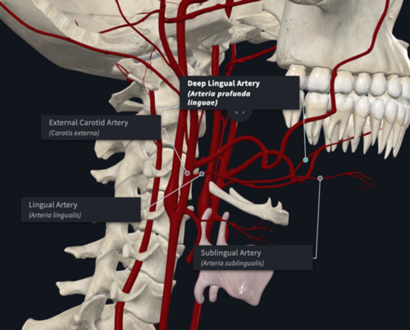 <p>What does the lingual artery (anterior) of the external carotid artery supply? What are its branches </p>