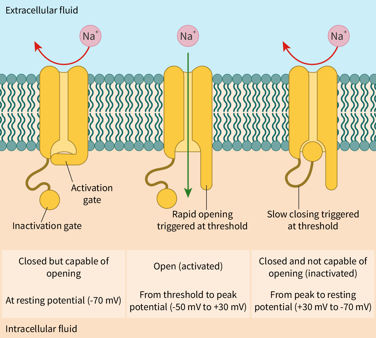 <ul><li><p>the sodium potassium pump functions, making the inside of the cell more negative; eventually the charge reaches a threshold; it becomes a stimulus, the cell is depolarised</p></li><li><p>sodium ion channels open, allowing sodium to diffuse inside, creating an “action potential”; now the inside of the cell is more positive. the channel closes</p></li><li><p>potassium channels open, potassium ions can then move from the inside to the outside of the cell as per their concentration gradient, and the channel closes</p></li><li><p>now, through the action of the sodium potassium pump, the cell will again become more negative and repolarise</p></li></ul><p></p>