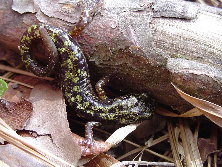 <p>This salamander has a black base color with a yellowish-green, lichen-like pattern on its back. It has a flattened body (3.25 to 5 inches), long legs, and square toe tips, all adaptations for living on cliffs.</p>