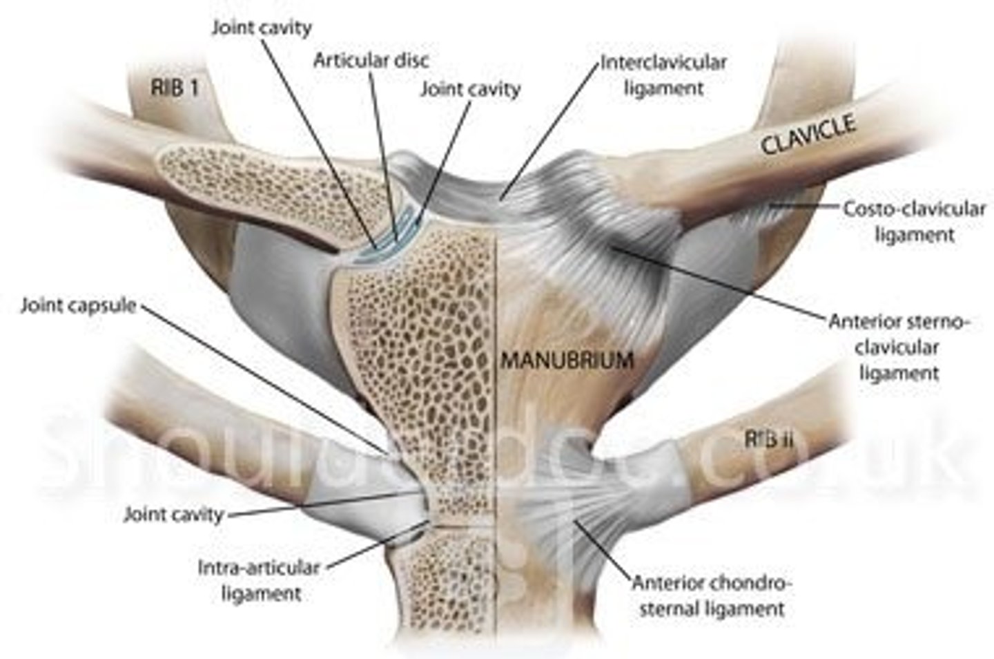 <p>Moving component: clavicle, convex moving on concave, osteo/arthrokinematic motion occurs in opposite directions</p>