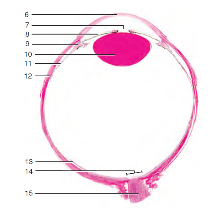 <p>What is the structure labeled #14?</p>