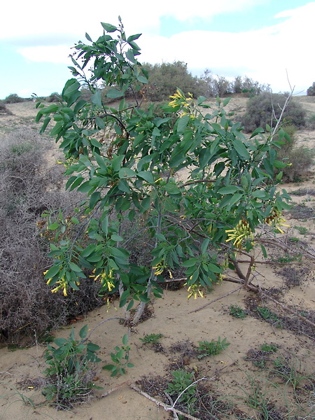 <p>Tree tobacco (Invasive)</p>