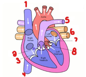 <p>Label the structures on the image.</p>