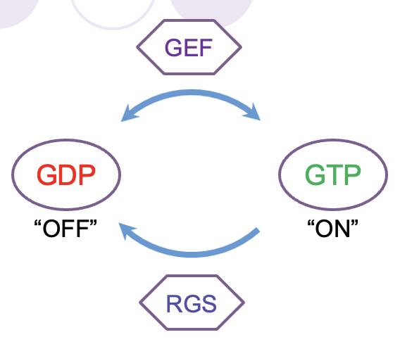 <ul><li><p>Guanosine triphosphate (GTP) </p><ul><li><p>purine nucleoside triphosphate </p></li><li><p>essential to signal transduction w G proteins </p></li></ul></li><li><p>Converted to guanosine diphosphate bc of GTPases </p><ul><li><p>GEF (guanine nucleotide exchange factor) protein domain of the GPCR promotes GDP/GTP exchange </p></li></ul></li><li><p>RGS (regulator of G protein signalling) protein domain of the α subunit activates its GTPase activity, hydrolyses GTP to GDP + Pi</p></li></ul><p></p>