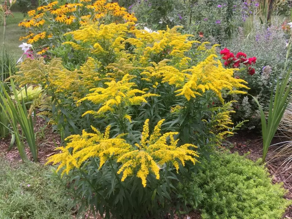 <p><em>Astaraceae</em></p><p><em>Solidago canadensis -</em> zlatobýl kanadský</p>