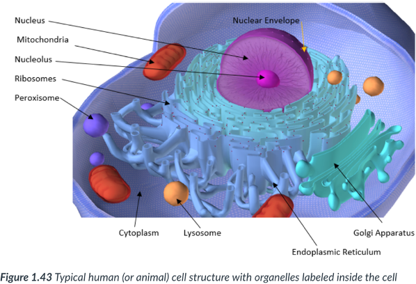 <p>Eukaryotic cells have ______ inside each cell.</p>