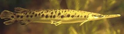<p><span><span>Found in the US from the </span></span>Savannah River<span><span> and </span></span>Ochlockonee River<span><span> watersheds of </span></span>Georgia<span><span> and throughout peninsular </span></span>Florida<span><span>.</span></span></p>