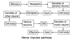 <ol><li><p>All information from our environmentis detected by the receptors present in the body which transfer it to the sensory neuron.</p></li><li><p>The information is acquired at the end of the dendrite tip of a neuron causes a chemical reaction that produces an electrical impulse</p></li><li><p>This impulse travels from the dendrite of sensory neuron to its cell body ( cyton ) and then along the axon to its end</p></li><li><p>At the end of axon, the electrical impulse causes the release of some chemicals aka neurotransmitters</p></li><li><p>These chemicals cross the synapse and start a similar electrical impulse in dendrite of next neuron</p></li><li><p>A similar synapse allows the delivery of such impulses from neuron to other cells such as muscles cells or glands ( effectors )</p></li></ol><p></p>