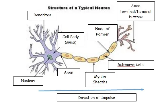* cell body containg nucleus 
* Axon and dentrites- how info is carried throughout body.
* Axon terminals
* Myelin sheath made of schwann cells- helps protect cell and increases speed of transmissionof electrical info along the axon.
* Effector- activated by motor neuron.
