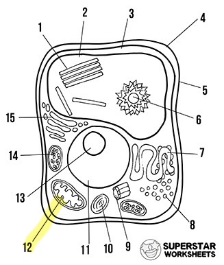 <p>What is the highlighted area called</p>