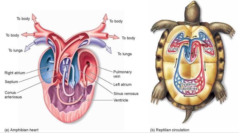 three chambered heart with systemic and pulmonic circulation 