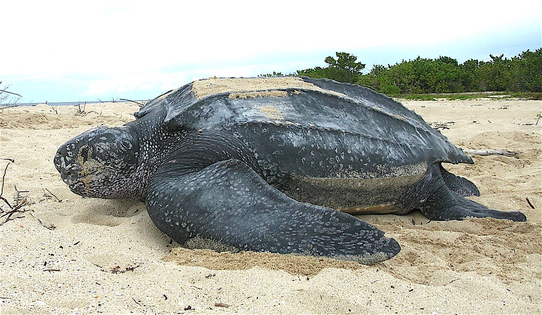 <p>1 species: Leatherback Sea Turtle</p>
