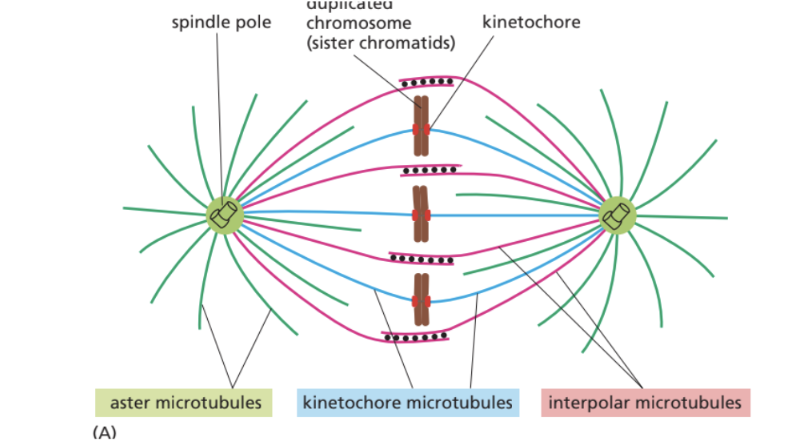 <ol><li><p>Centerosomerna betsånde av centrioler har under S-fas replikerats och placerar sig vid varsin sida av nucleus.</p></li><li><p>Under profas bildas kommer centerosomerna bilda mikrotubuli, utskott, som sträcker sig mot mitten av spolarna.</p></li></ol>