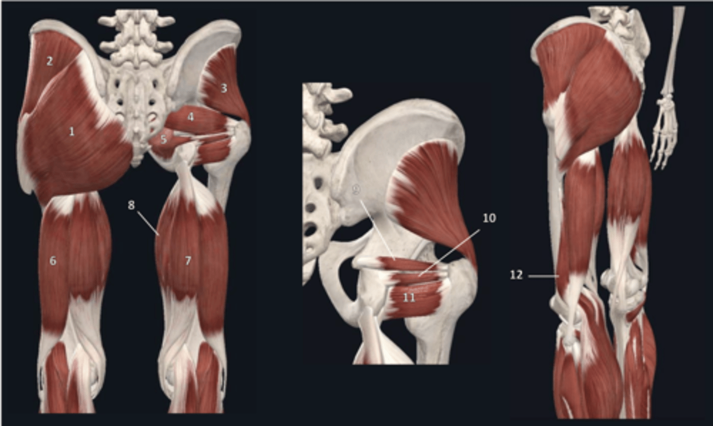 <p>obturator internus (5) O</p>