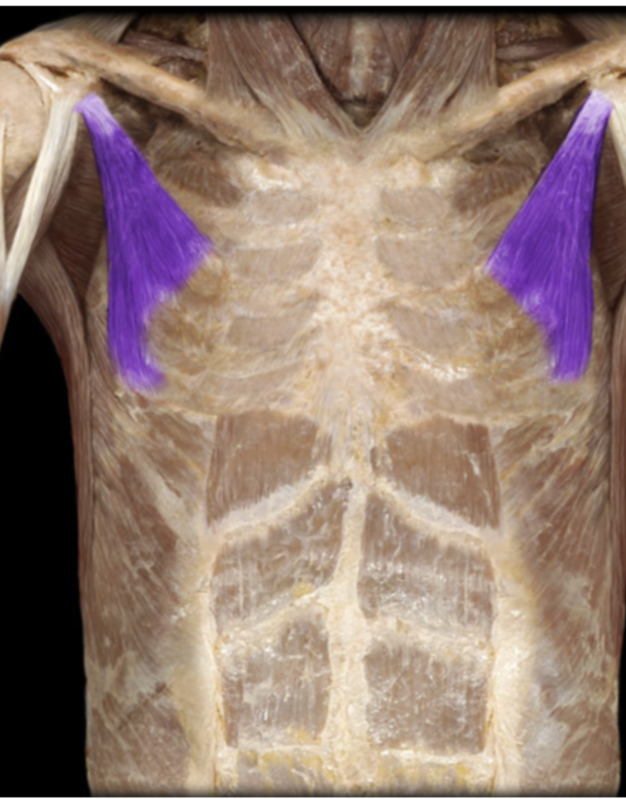 <p>Pectoralis Minor M.</p>