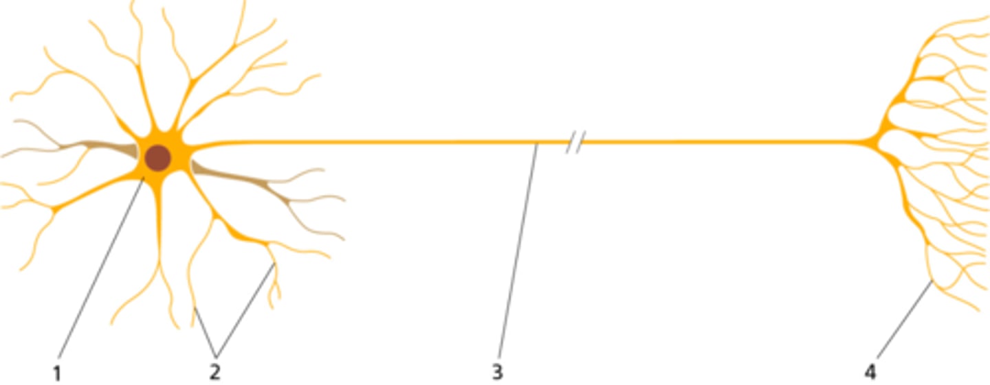 <p>b) 2</p>