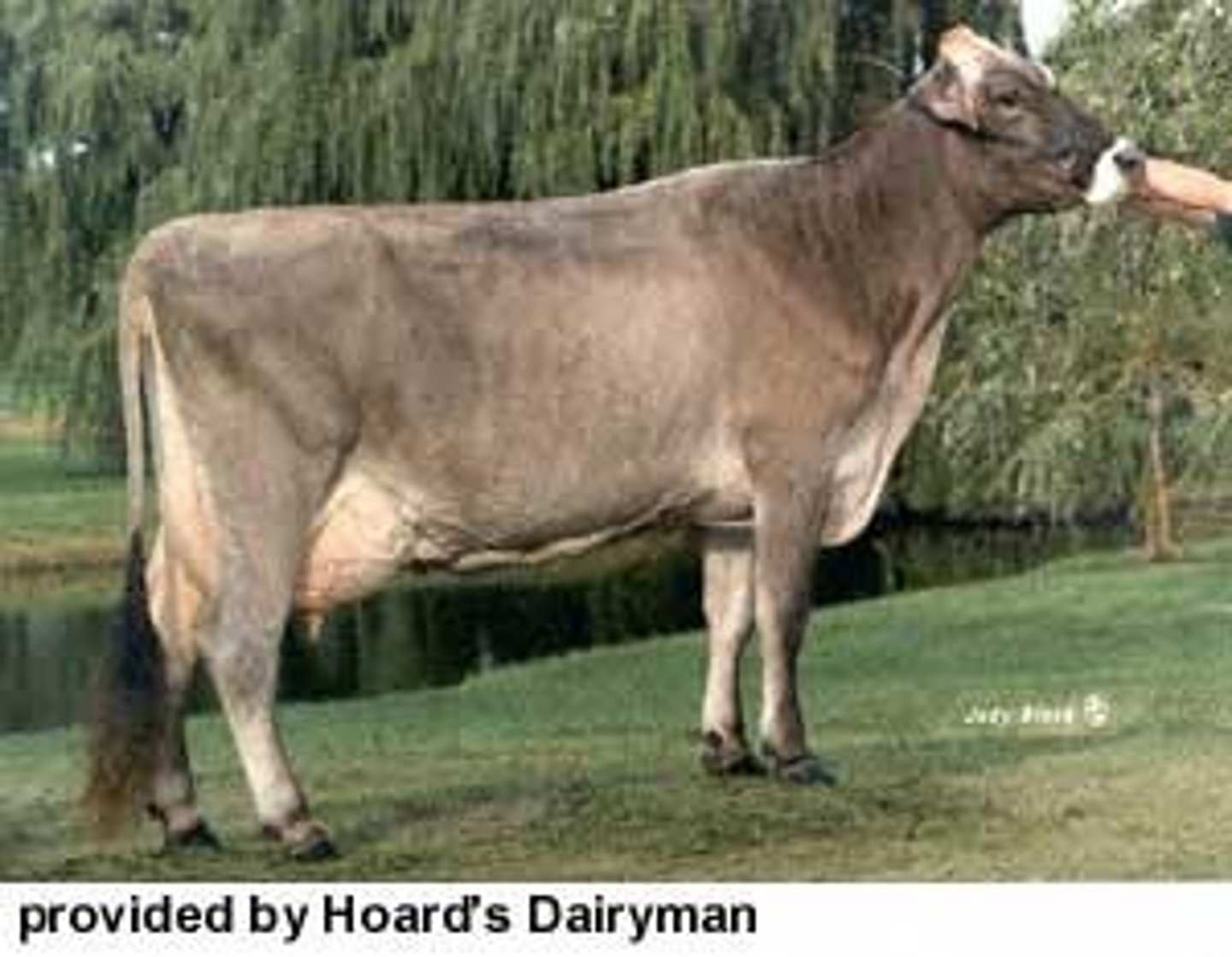<p>Dairy breed from Switzerland, came to the US in 1869. Second highest in milk production. Light brown/grey in milk production. Known for being great grazers.</p>