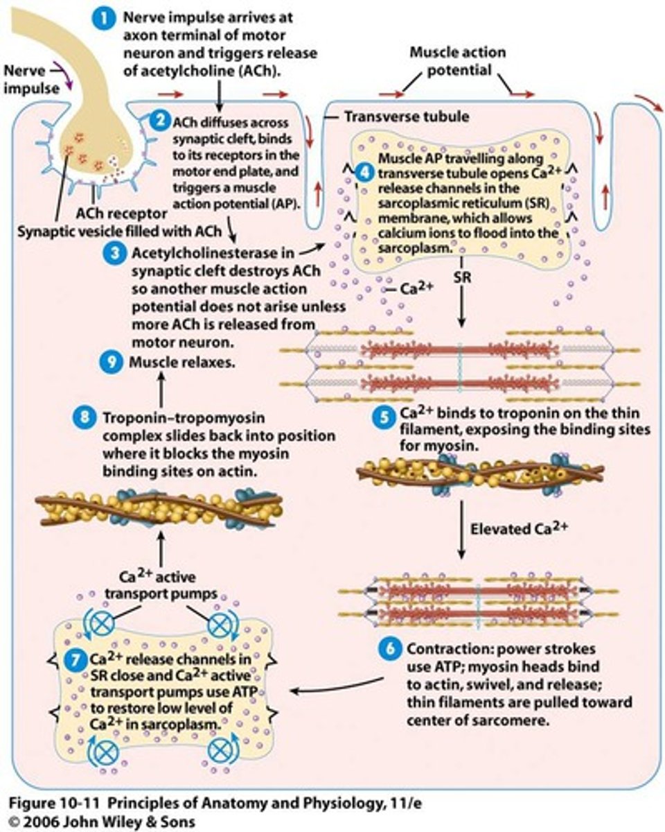 knowt flashcard image