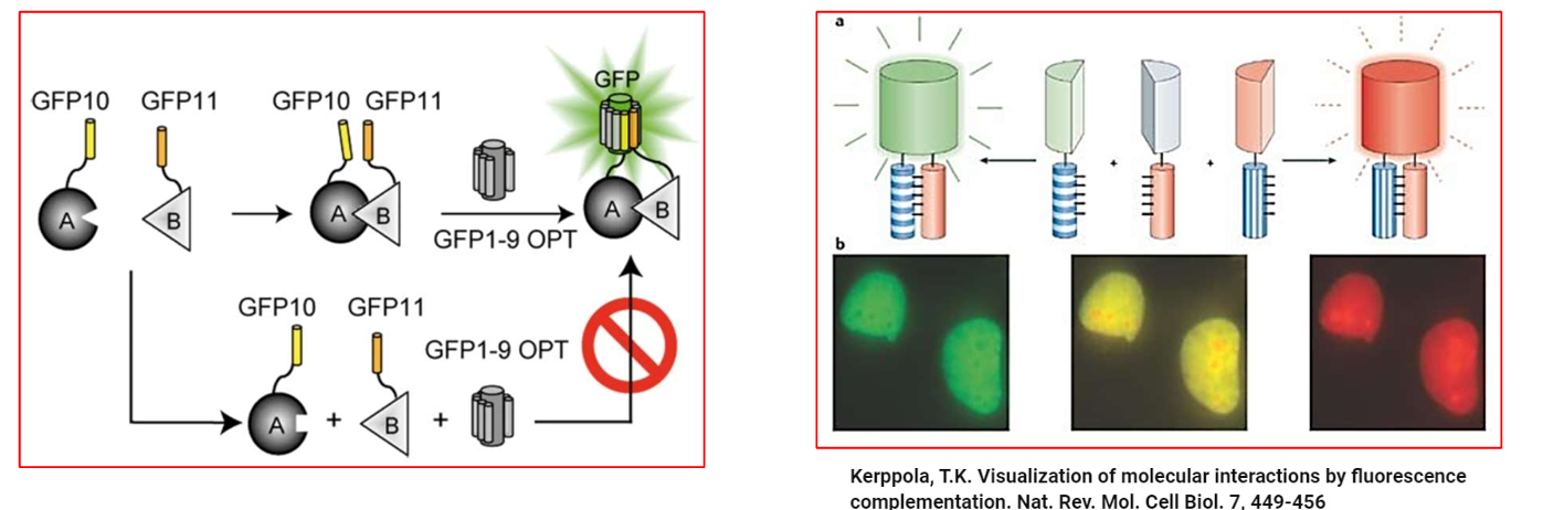 <ul><li><p class="">A fluorescent protein like GFP can be split into two non-fluorescent fragments: e.g., GFP10 + GFP11.</p></li><li><p class="">These fragments are fused to two proteins of interest (A and B).</p></li><li><p class="">If proteins A and B interact, the GFP fragments come together → reconstitute a functional GFP → fluorescence is observed.</p></li></ul><p></p>