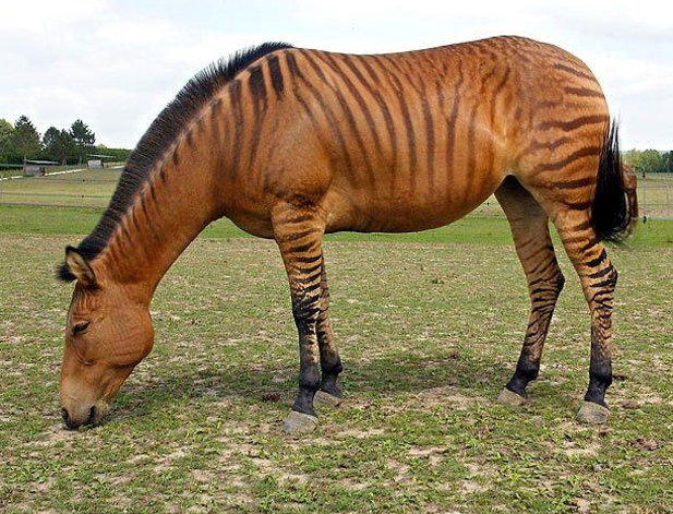 <p>A hybrid cross between a zebra and a horse, which is sterile like a mule.</p>