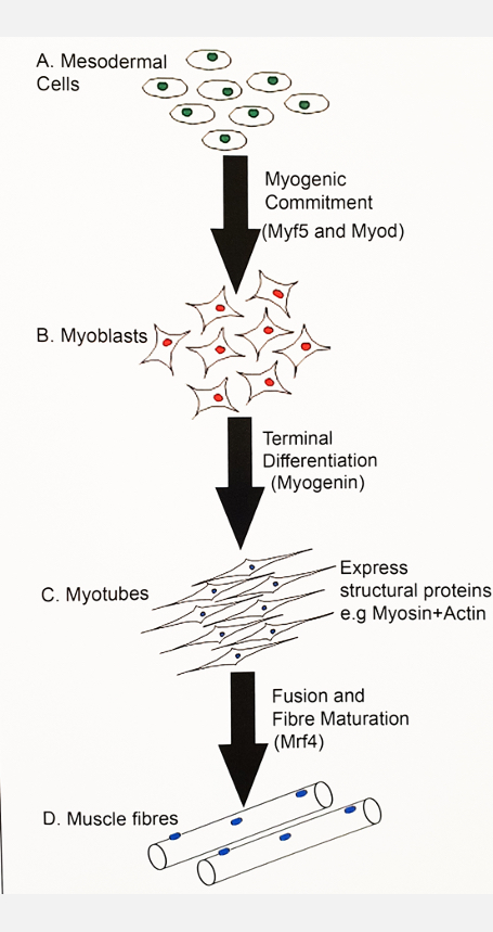 <p></p><ul><li><p><span>Myogenesis is the process by which skeletal muscle fibres are formed from precursor cells.</span></p></li></ul><p></p><p><span>Step 1: Commitment to muscle</span></p><ul><li><p><span>Mesodermal precursor cells receive local (paracrine) signals.</span></p></li><li><p><span>These signals switch on muscle-specific transcription factors (MyoD, Myf5).</span></p></li><li><p><span>Once these genes are on, the cell is committed to becoming muscle.</span></p></li><li><p><span>At this point the cell is called a myoblast.</span></p></li></ul><p></p><p></p><p><span>Step 2: Myoblast proliferation</span></p><ul><li><p><span>Myoblasts divide to increase cell number.</span></p></li><li><p><span>They are still immature and not yet muscle fibres.</span></p></li></ul><p></p><p></p><p><span>Step 3: Exit from the cell cycle</span></p><ul><li><p><span>Myoblasts stop dividing.</span></p></li><li><p><span>Expression of myogenin(muscle specific TF) increases.</span></p></li><li><p><span>This signals terminal differentiation, meaning the cell will now become muscle and not divide again.</span></p></li></ul><p></p><p></p><p><span>Step 4: Myotube formation</span></p><ul><li><p><span>Differentiating myoblasts start making muscle proteins such as actin and myosin.</span></p></li><li><p><span>Myoblasts line up next to each other.</span></p></li><li><p><span>They fuse together to form long, multinucleated cells called myotubes.</span></p></li></ul><p></p><p></p><p><span>Step 5: Muscle fibre maturation</span></p><ul><li><p><span>Myotubes continue to fuse and grow.</span></p></li><li><p><span>Sarcomeres organise inside them.</span></p></li><li><p><span>Mature skeletal muscle fibres are formed.</span></p></li></ul><p></p><p></p><p><span>Satellite cells</span></p><ul><li><p><span>Some cells remain as satellite cells.</span></p></li><li><p><span>These are muscle stem cells.</span></p></li><li><p><span>They allow muscle growth after birth and repair after injury.</span></p></li></ul><p></p>
