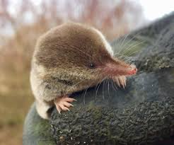 <p>Shrews</p><ul><li><p><span style="background-color: transparent;"><span>Small eyes, long-pointed rostrum. Huge whiskers, no zygomatic arch. Have musky lateral glands.&nbsp;</span></span></p></li><li><p><span style="background-color: transparent;"><span>Insectivores, mostly in mesic areas. Have 1 year lifespan. Many are threatened or endangered.&nbsp;</span></span></p></li><li><p><span style="background-color: transparent;"><span>450 species.</span></span></p></li></ul><p></p>
