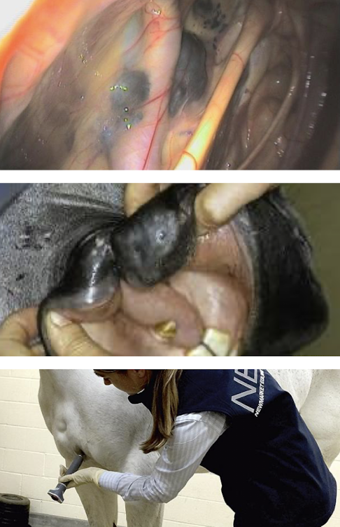 <p>Progressive with age, locally aggressive, and often metastasize. </p><p><strong>Diagnosis:</strong> appearance or biopsy. </p><p><strong>Treatment:</strong> surgical removal, intralesional cisplatin, cimetidine (slows growth), or canine melanoma vaccine (Oncept)</p>