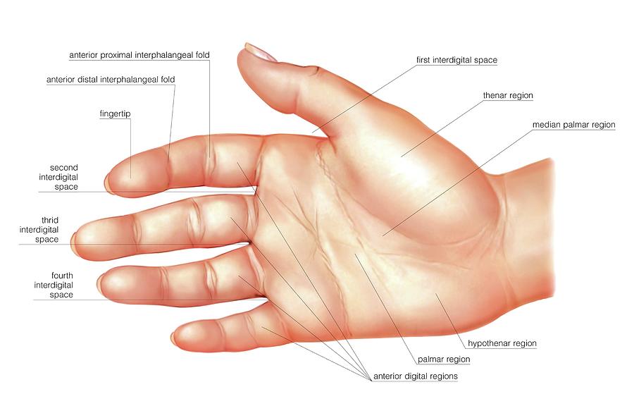 <p>fingers</p>
