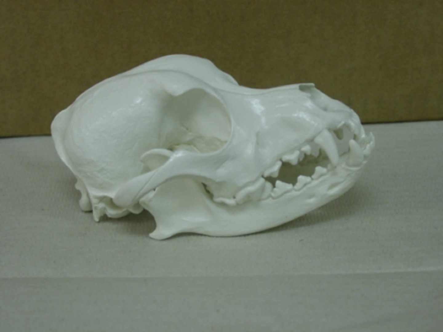 <p>skull</p>