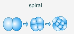 cells formed on 
top are shifted 
relative to those below
