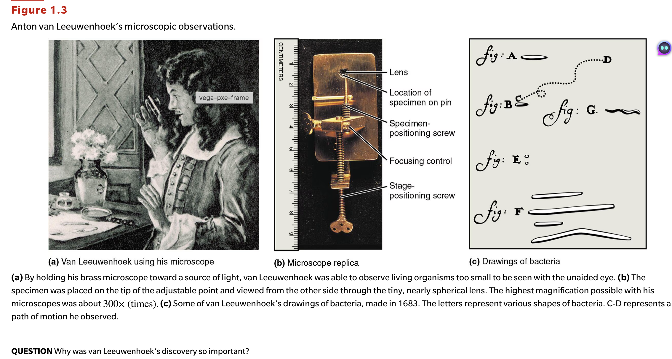 <p>QUESTION Why was van Leeuwenhoek's discovery so important?</p>