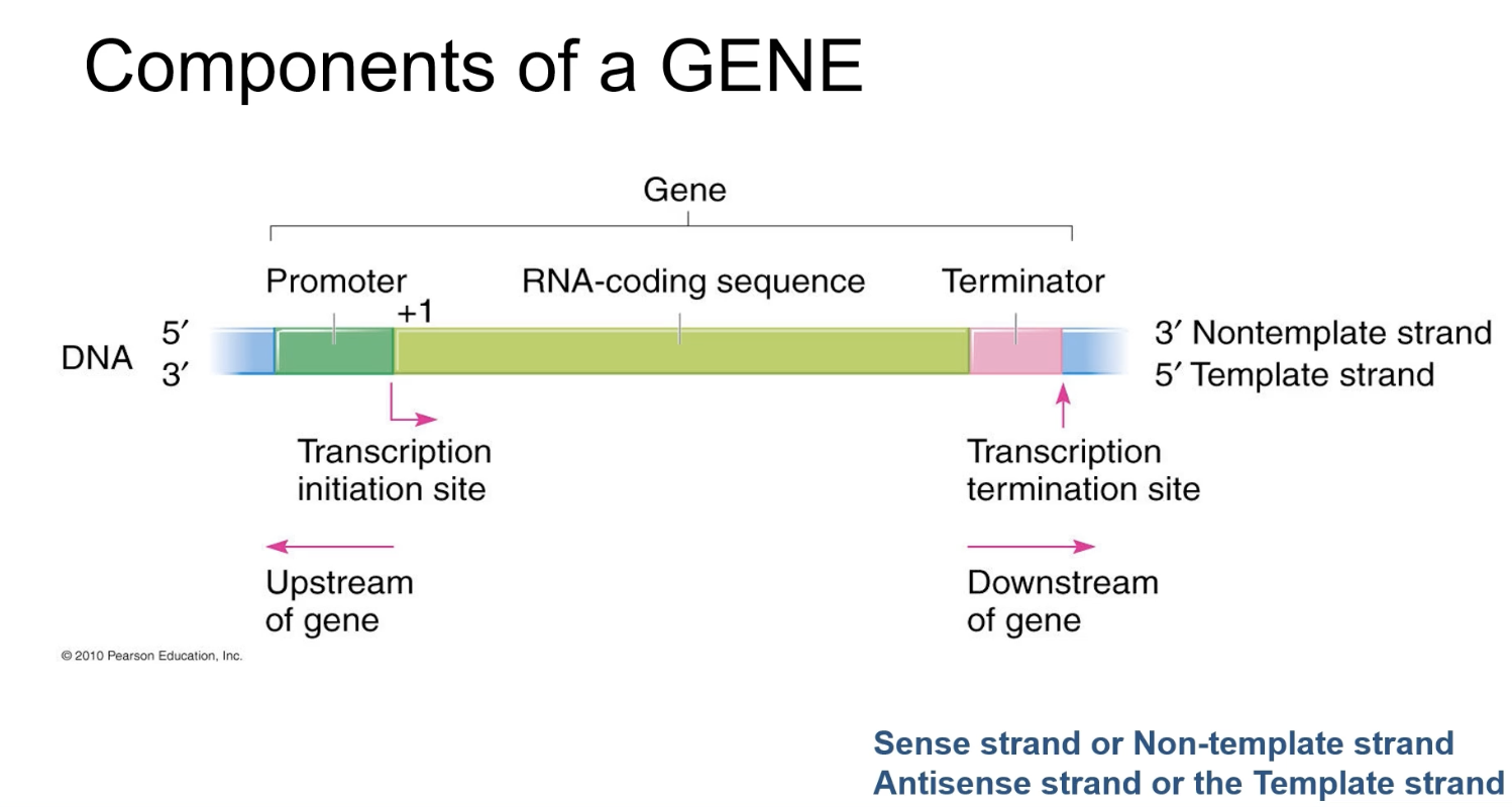 ex of reading: promoter is upstream the DNA sequence, whereas the terminator is downstream the DNA sequence