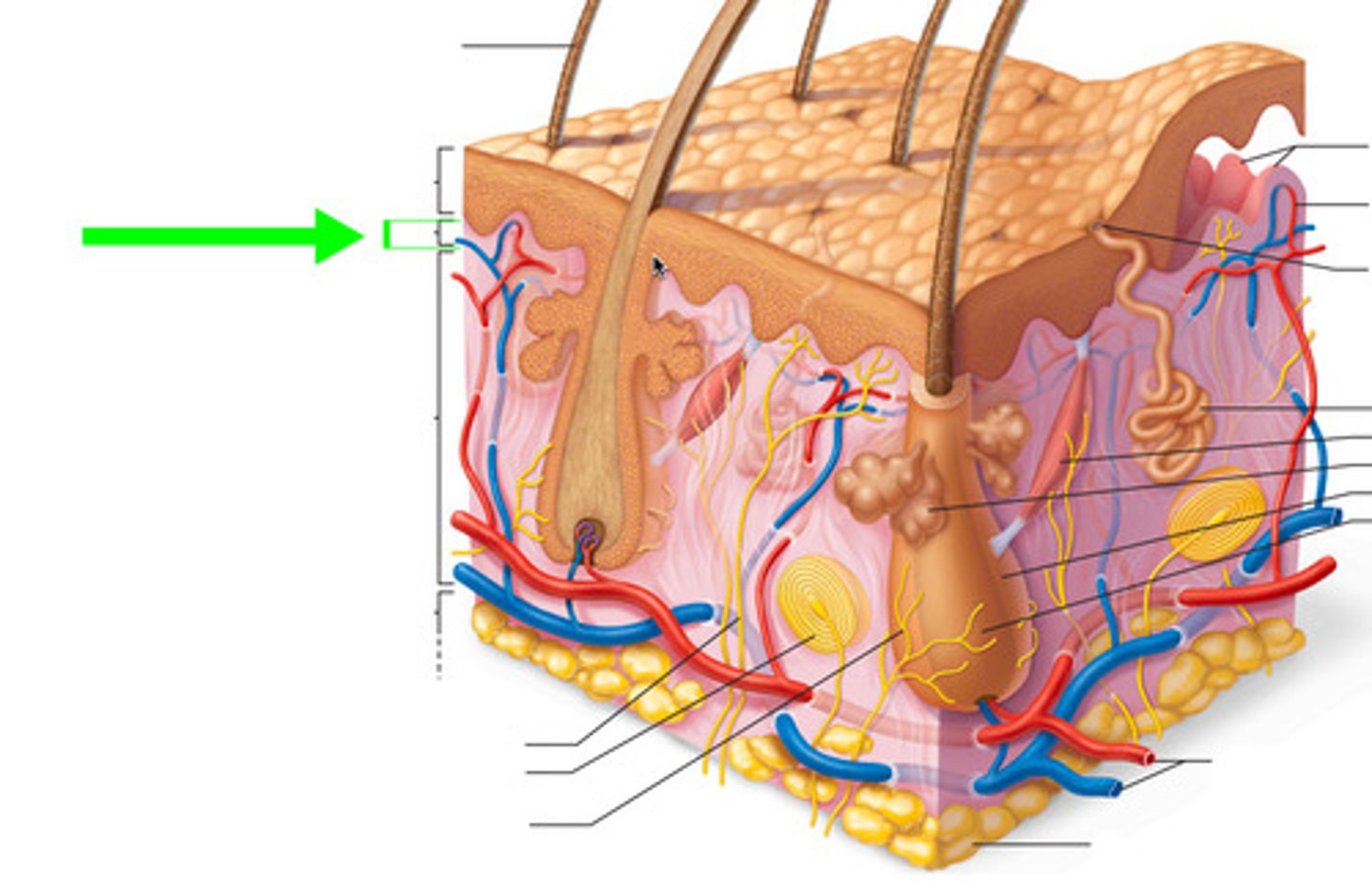 <p>outer layer of the dermis, directly beneath the epidermis</p>