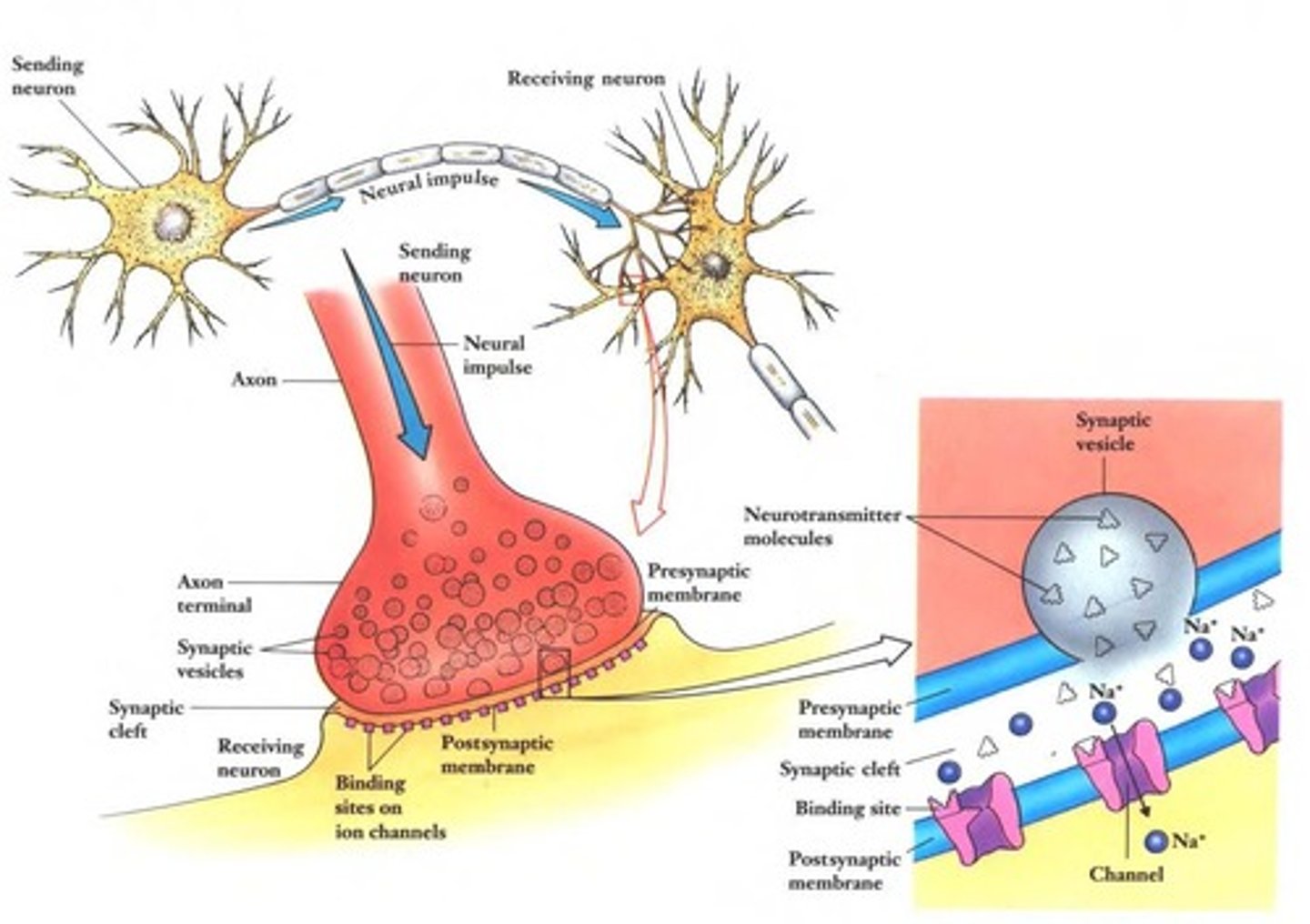 <p>Chemicals transmitting signals across synapses.</p>