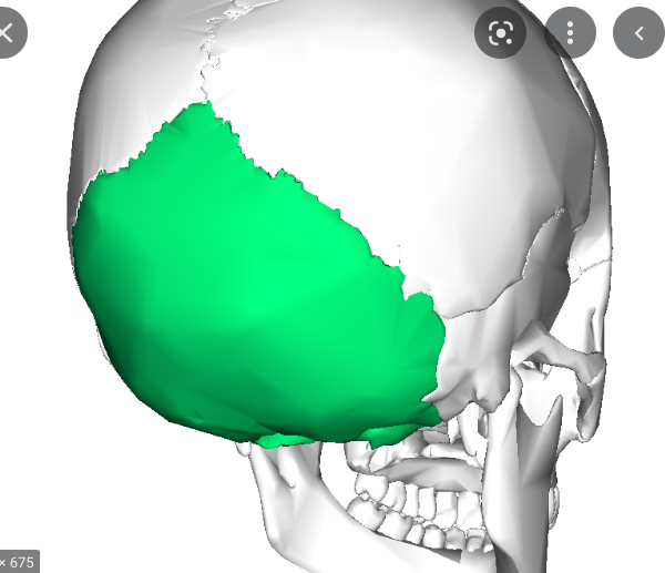 a saucer-shaped bone that forms the back of the skull