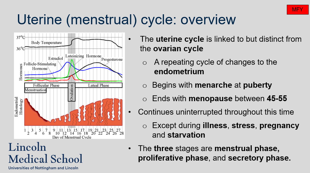 <ol><li><p>The uterine cycle is a repeating cycle of changes to the endometrium that is linked to but distinct from the ovarian cycle.</p></li><li><p>The uterine cycle begins with menarche at puberty and ends with menopause between 45-55.</p></li><li><p>The uterine cycle continues uninterrupted throughout this time, except during illness, stress, pregnancy, and starvation.</p></li><li><p>The three stages of the uterine cycle are the menstrual phase, proliferative phase, and secretory phase.</p></li></ol>