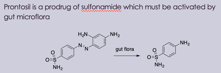 <ul><li><p>by Gerhardt Dogmagk</p></li><li><p> Pontosil is the first drug effective against systemic bacterial infection </p></li><li><p>Pontosil is a prodrug of sulfonamide, which must be activated by gut microflora </p></li></ul><p></p>