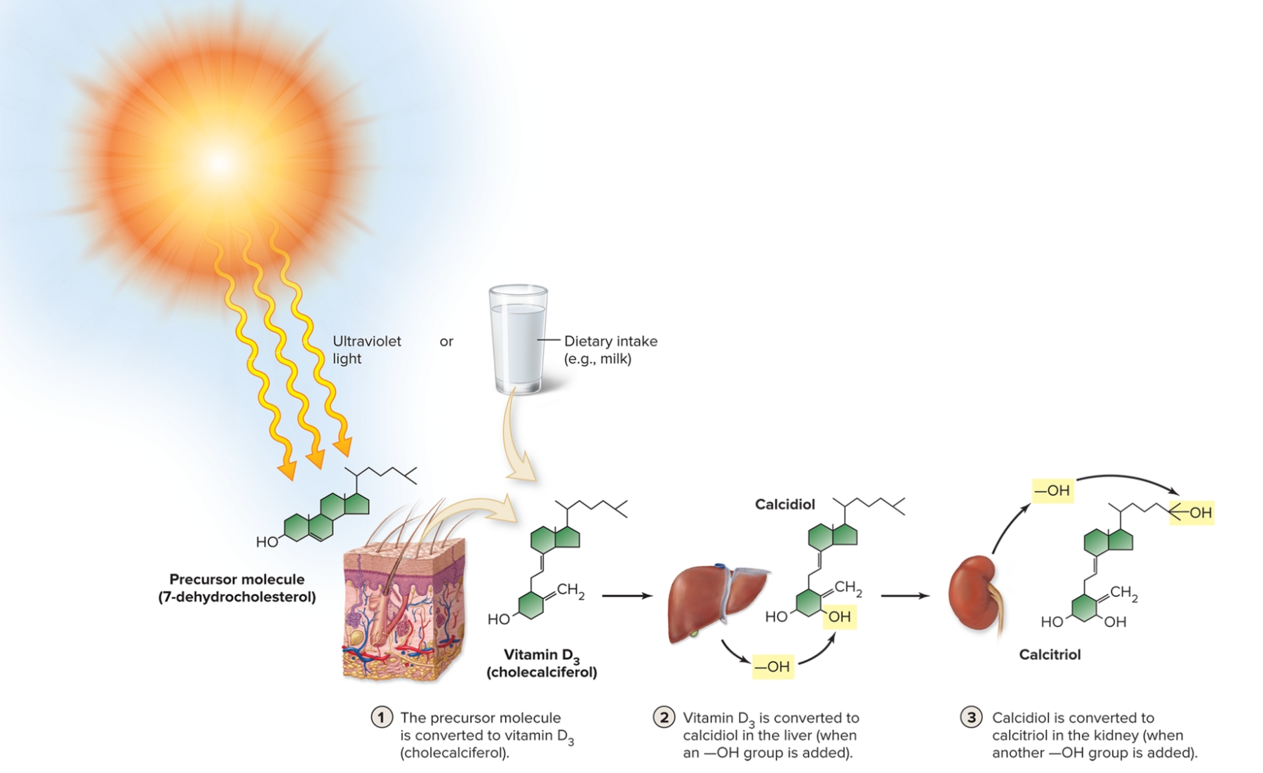 <p>What is the interactions between PTH and active vitamin D3 and major organs?</p>