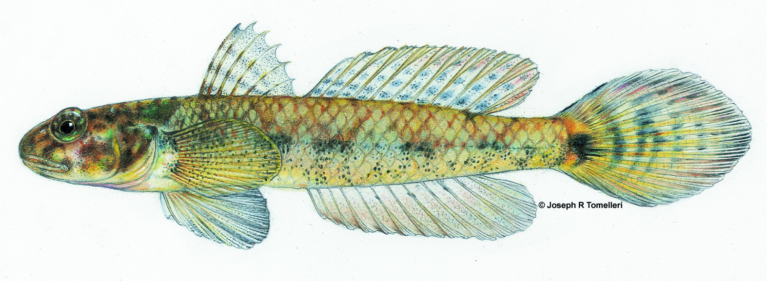 <p>small, pouch like cheeks, long pelvic fins</p>