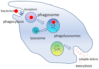 <p>Hoe snel reageren fagocyten op een infectie?</p>