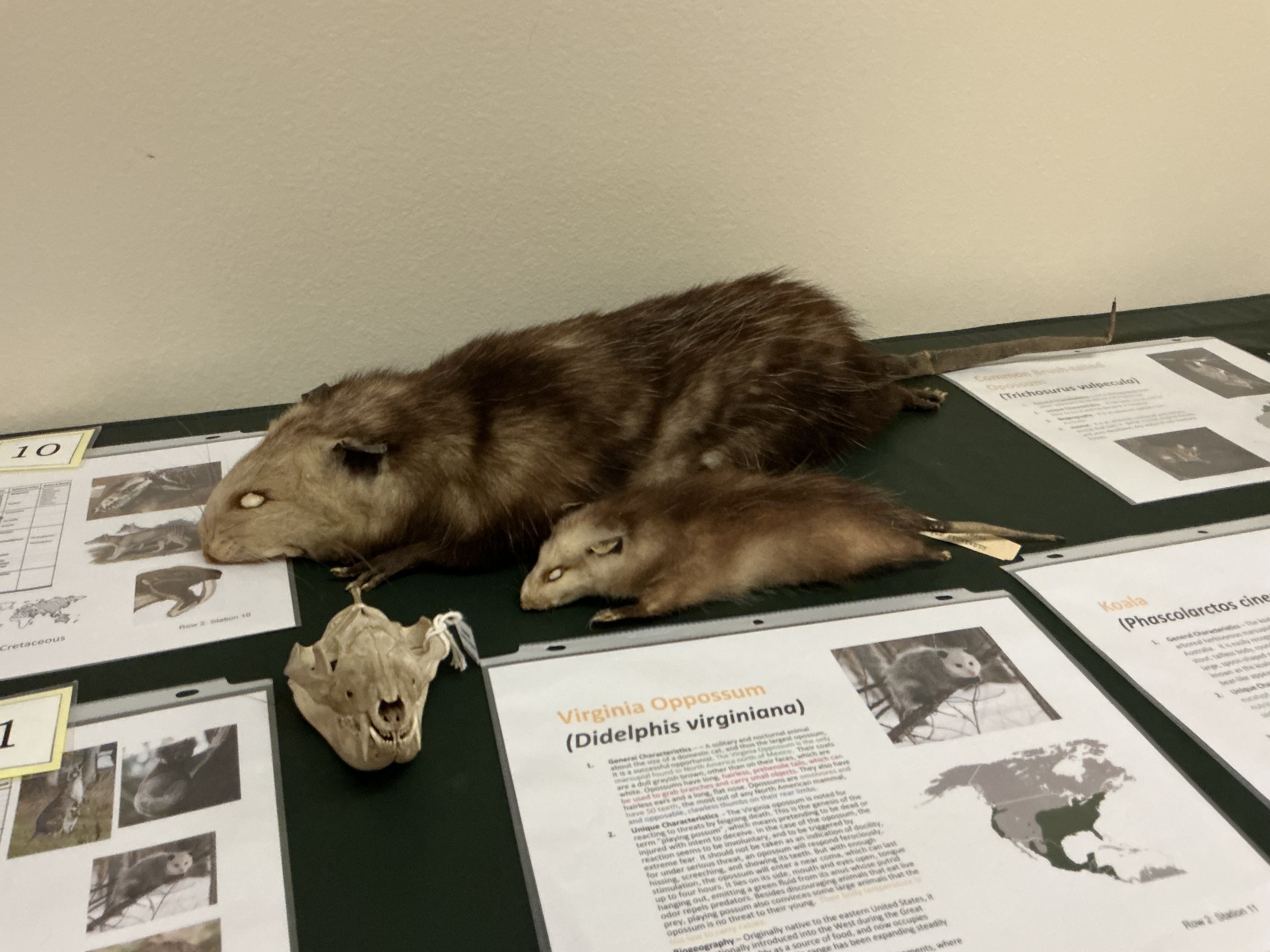 <p>How many teeth do opossums have? What do they eat?</p>