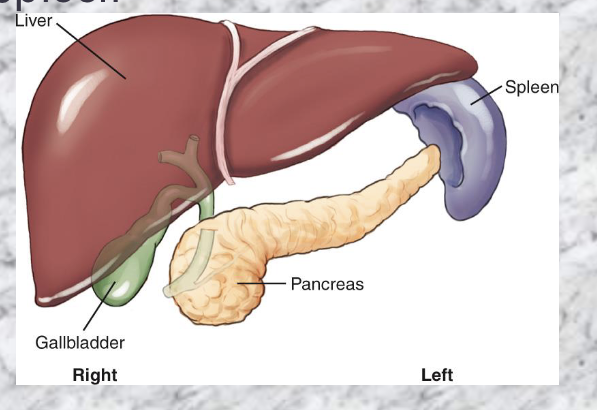 <p>-Liver</p><p>-Gallbadder</p><p>-Pancreas</p><p>-Spleen</p>