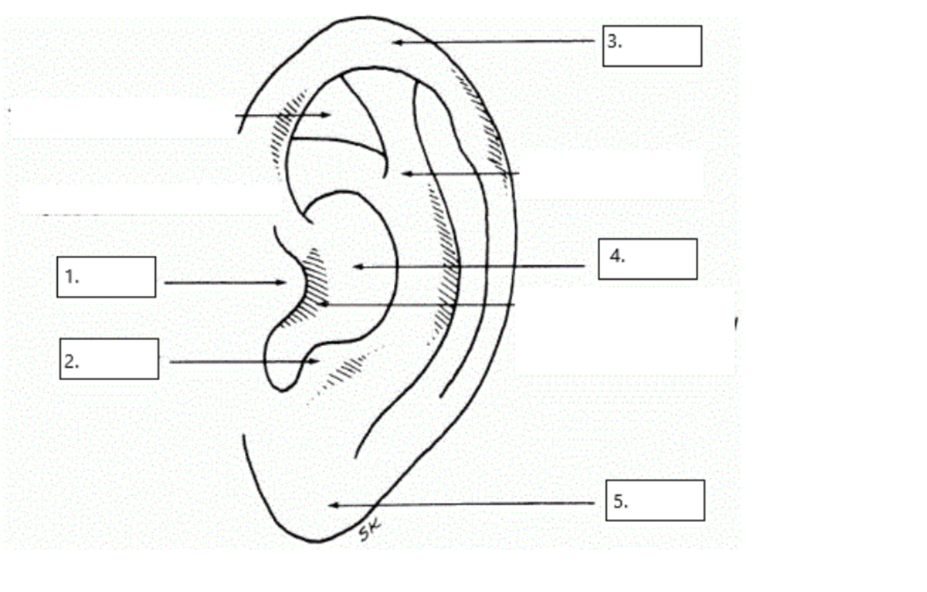 <p>Helix, Tragus, Concha, Antitragus, Lobule (Earlobe)</p>